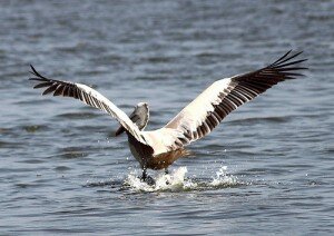 Hunting Fish on Water