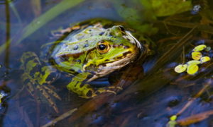 Can frogs measure water health