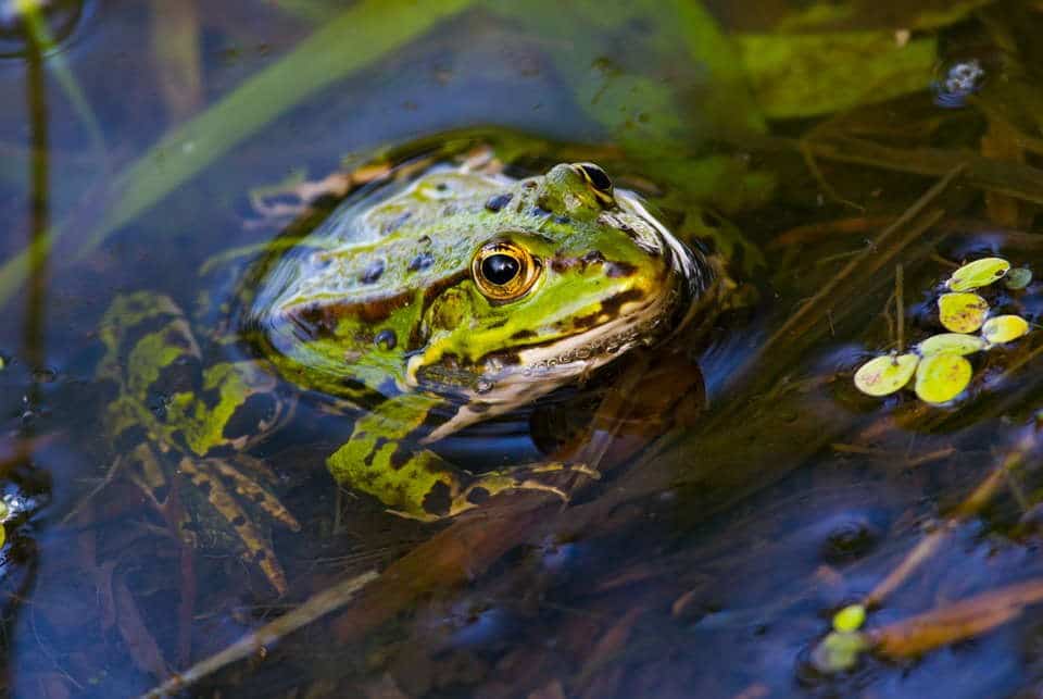 Can frogs measure water health - HydroBio.org