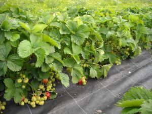Eco Friendly fertilizer used to grow Strawberries